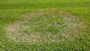 brown patch on grass